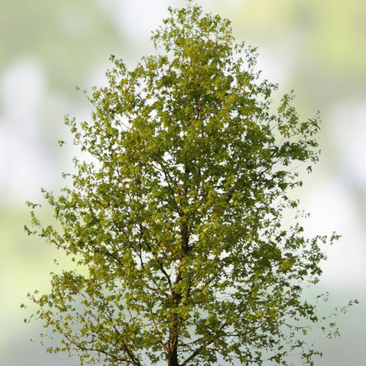 Hybrid Poplar Live Tree Cuttings – 12 Cottonless Cottonwood Starter Plants, Fast Growing Landscaping Trees