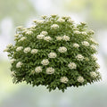 Black Haw Viburnum Shrub Viburnum prunifolium Native Ornamental Garden Landscape Plant