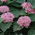 Pink Clerodendrum Cuttings with Roots 3 Pack Tropical Houseplant Clerodendrum thomsoniae Live Plant Propagation