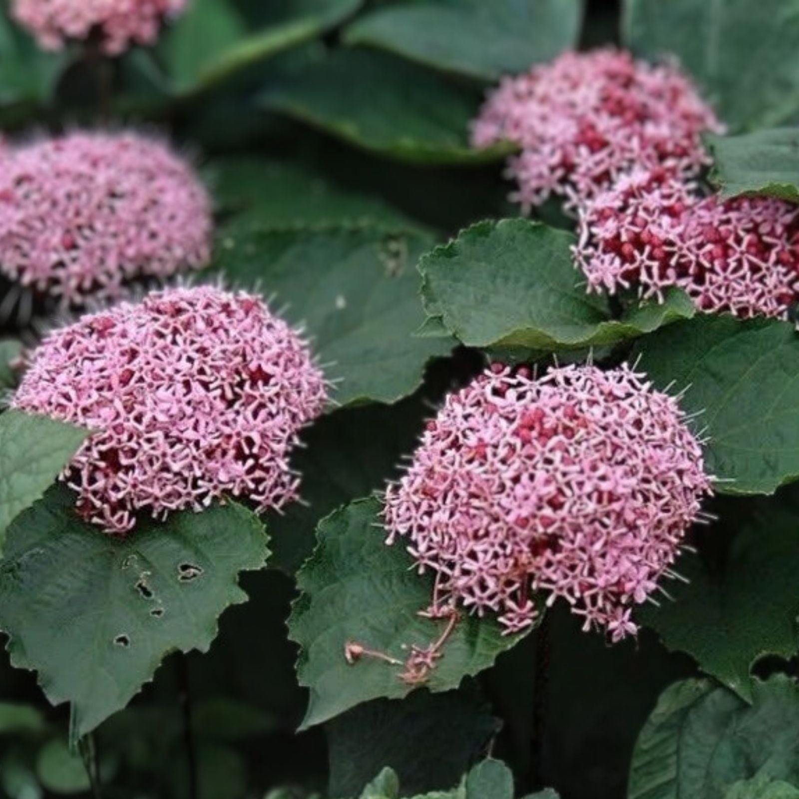 Pink Clerodendrum Cuttings with Roots 3 Pack Tropical Houseplant Clerodendrum thomsoniae Live Plant Propagation