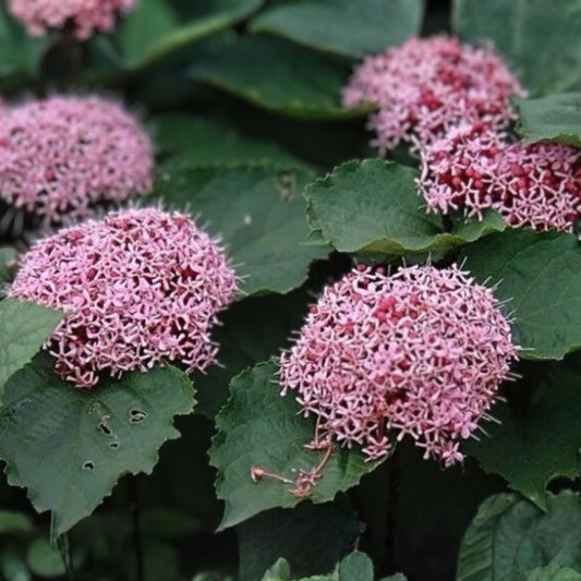 Pink Clerodendrum Cuttings with Roots 3 Pack Tropical Houseplant Clerodendrum thomsoniae Live Plant Propagation