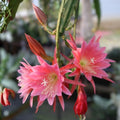 Epiphyllum 'Arlene' Orchid Cactus Cutting Rare Colorful Succulent Houseplant Propagation Material