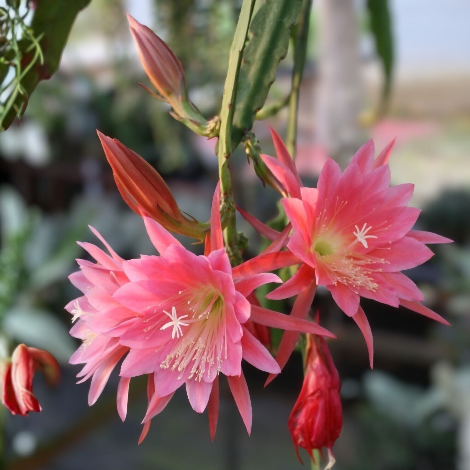 Epiphyllum 'Arlene' Orchid Cactus Cutting Rare Colorful Succulent Houseplant Propagation Material
