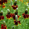 Mexican Hat Seeds Ratibida columnifera Organic Flower Seeds 200 Live Plant Cuttings Bare Root Starter Plant Free Shipping