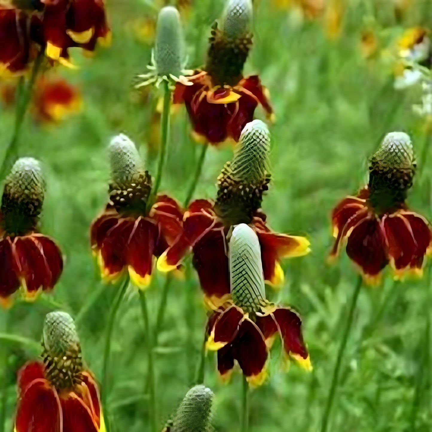 Mexican Hat Seeds Ratibida columnifera Organic Flower Seeds 200 Live Plant Cuttings Bare Root Starter Plant Free Shipping