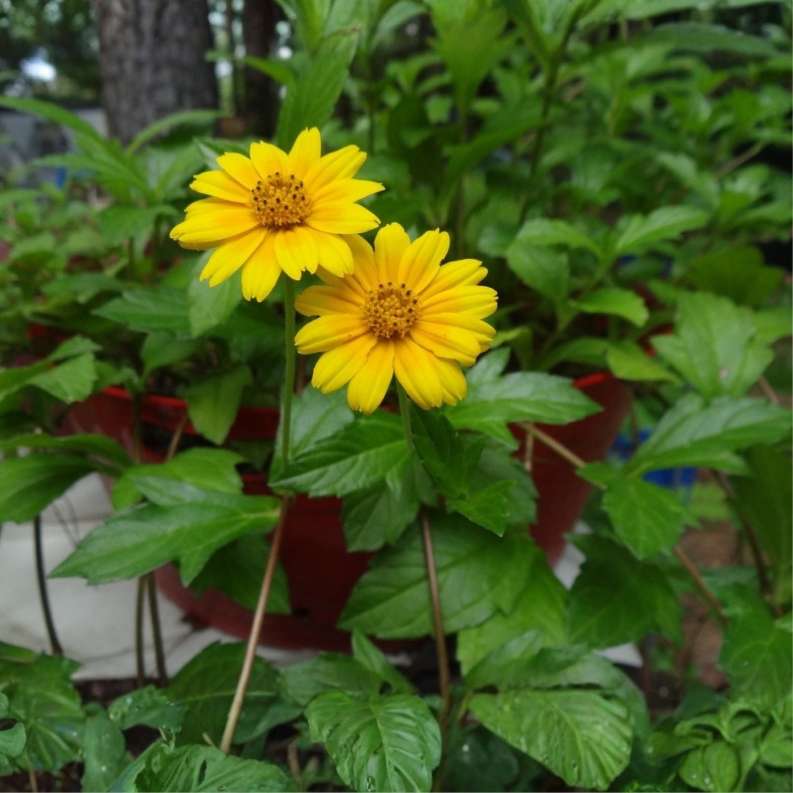 Creeping Daisy Live Plant Wedelia Yellow Perennial Ground Cover Cutting Low Maintenance Garden Plant