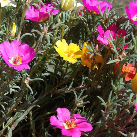 Moss Rose Seeds 1,000 Count - Colorful Portulaca Grandiflora Flower Seeds for Garden Planting