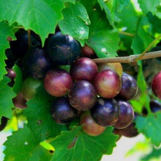 Muscadine Grape Plant Cuttings 5 Male 5 Female Vines Vitis rotundifolia Native Wild Fruit Live Plant