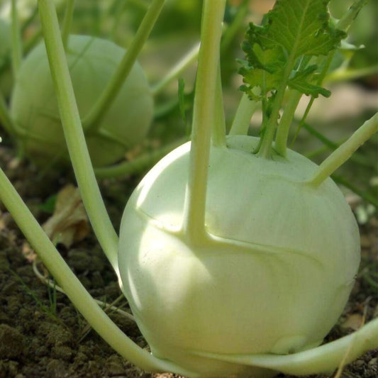 Kohlrabi Seeds Heirloom White Vienna Brassica oleracea Vegetable Garden Starter Plant Cutting