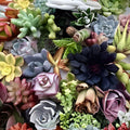 Colorful Succulent Cuttings 22 Varieties Live Plants Echeveria Sedum Aloe for Planting Crafting