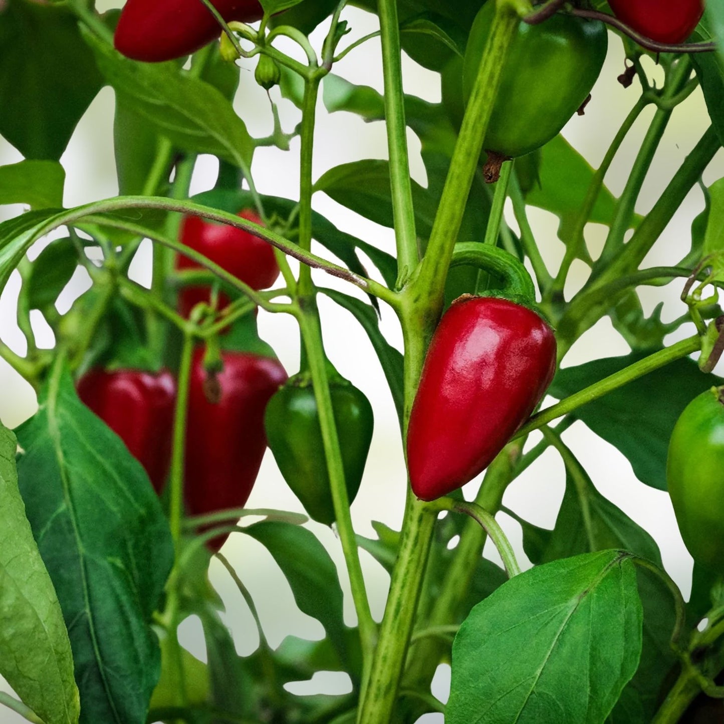 Hot Pepper Seeds Set of 50, Jalapeno Non-GMO Heirloom Capsicum annuum Garden Seeds, Chili Pepper Starter Plants, Home Growing