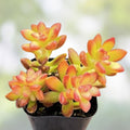 Sedum Orange Delight Succulent Cutting 2-Inch Live Plant Yellow Unrooted Houseplant Starter