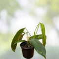 Philodendron Mexicanum Unrooted Cuttings Set of 5 – Tropical Houseplant for Propagation, Indoor Plant Decor, Easy to Grow