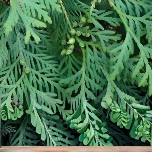 Juniper Hedge Plant Cuttings Set of 12 | Live Greenery for Landscaping | Juniperus spp. Bare Root Starter Plants