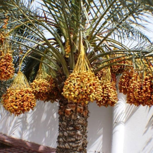 Medjool Date Palm Tree Seeds 12 Pack Phoenix dactylifera Edible Fruit Planting Kit Home Garden