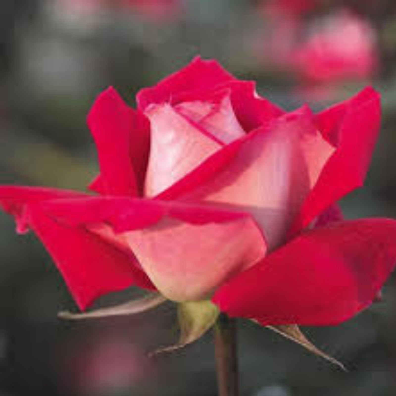 Red Grandiflora Rose Bush 1-2 ft Hybrid Fragrant Silver-White Blooms Live Plant Cutting