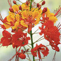 Freesia Flower Bulbs 10 Pack - Fragrant Mixed Colors - Garden Bulbs for Spring Blooming - Freesia spp.