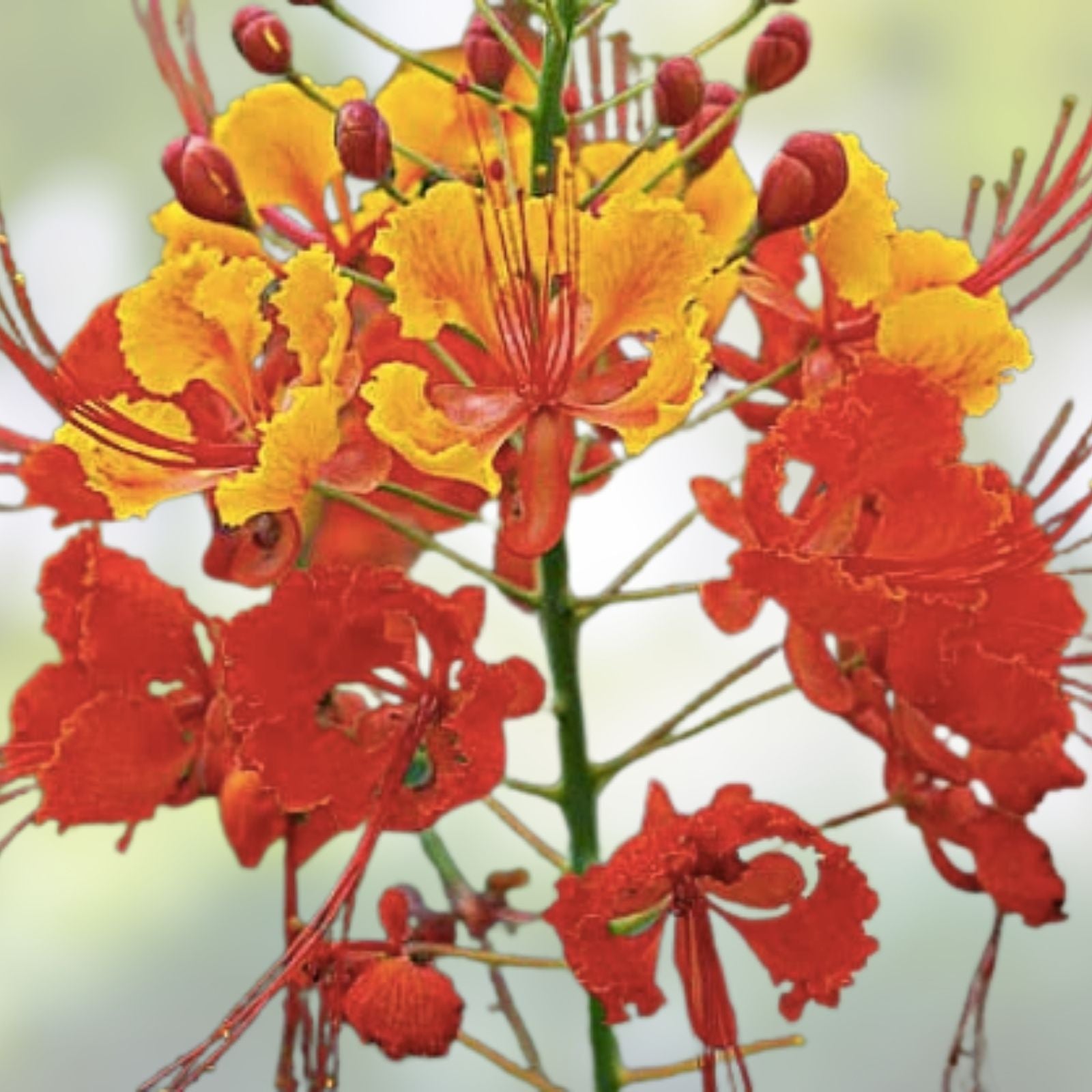 Freesia Flower Bulbs 10 Pack - Fragrant Mixed Colors - Garden Bulbs for Spring Blooming - Freesia spp.