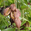 Australian Bottle Tree Seeds 4 Pack Brachychiton populneus Drought Tolerant Ornamental Tree Seeds