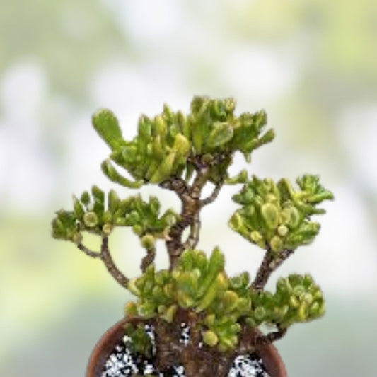 Ogre Ears Jade Plant Cuttings Dwarf Gollum Succulent Crassula Ovata Var Hobbit 5+ Inches Live Houseplant