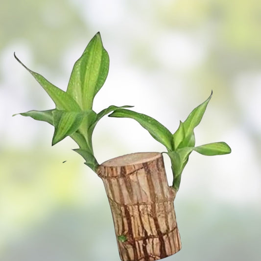 Lucky Bamboo Desk Planter with Panda | Dracaena sanderiana Indoor Plant | Live Bamboo Cutting | Houseplant | Thick Trunk Brazil Willow
