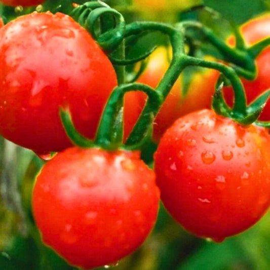 Heirloom Tomato Seeds Collection 4 Varieties Non-GMO Vegetable Seeds for Gardening Solanum lycopersicum