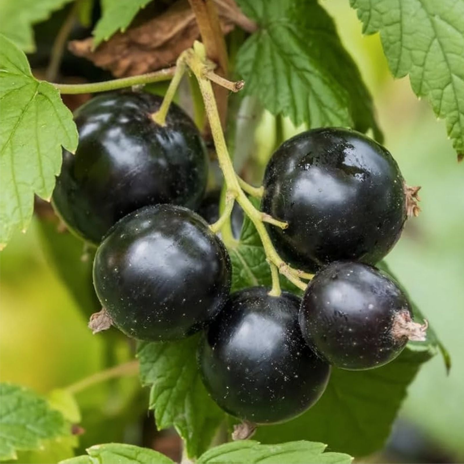 Black Currant Ribes nigrum Rooted Cutting Starter Plant Organic Fruit-bearing Live Plant Zones 3-8