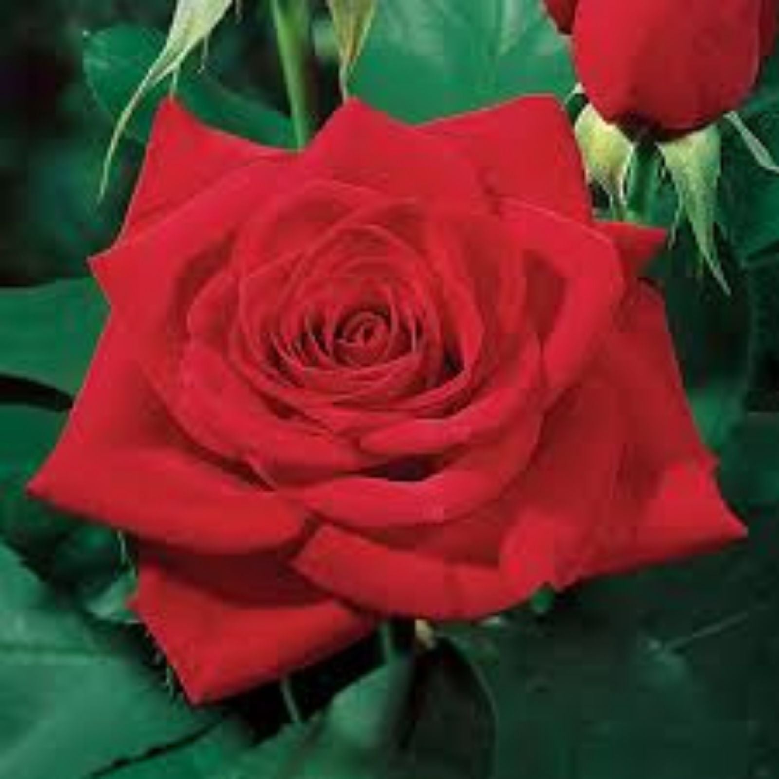 Red Rose Bush Live Plant Olympiad Variety Rosa hybrida AARS Winner 1984 1-2' Shrub