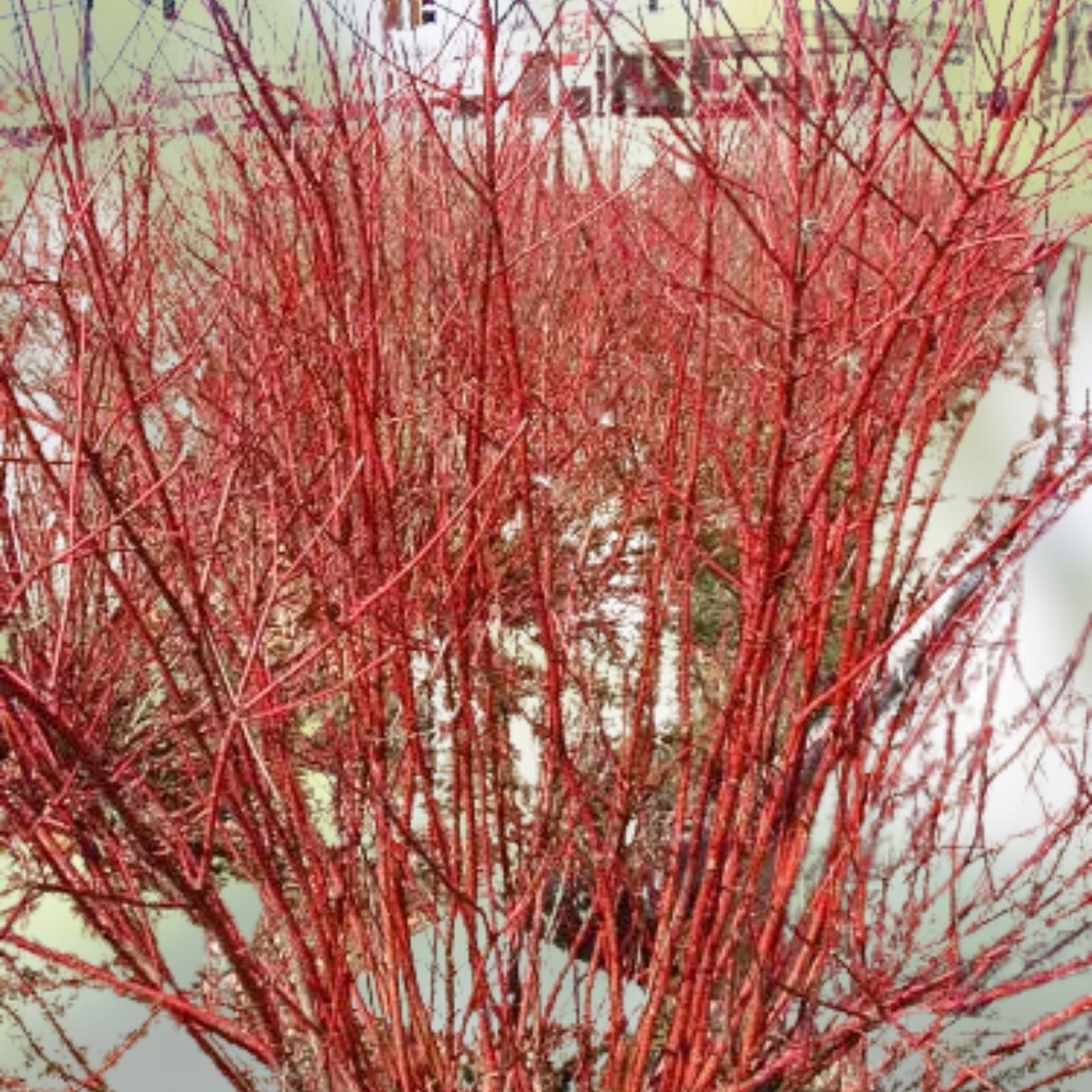 Red Twig Dogwood Live Plant, Cornus sericea, Bare Root Shrub, Red Stems, 8-16 inches, Hardy Garden Plant