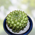 Armatocereus Mataranus Cutting – Live Succulent Plant, Cactus, Unique Variety, Fat Rooted, New Growth, Houseplant, Starter Plant