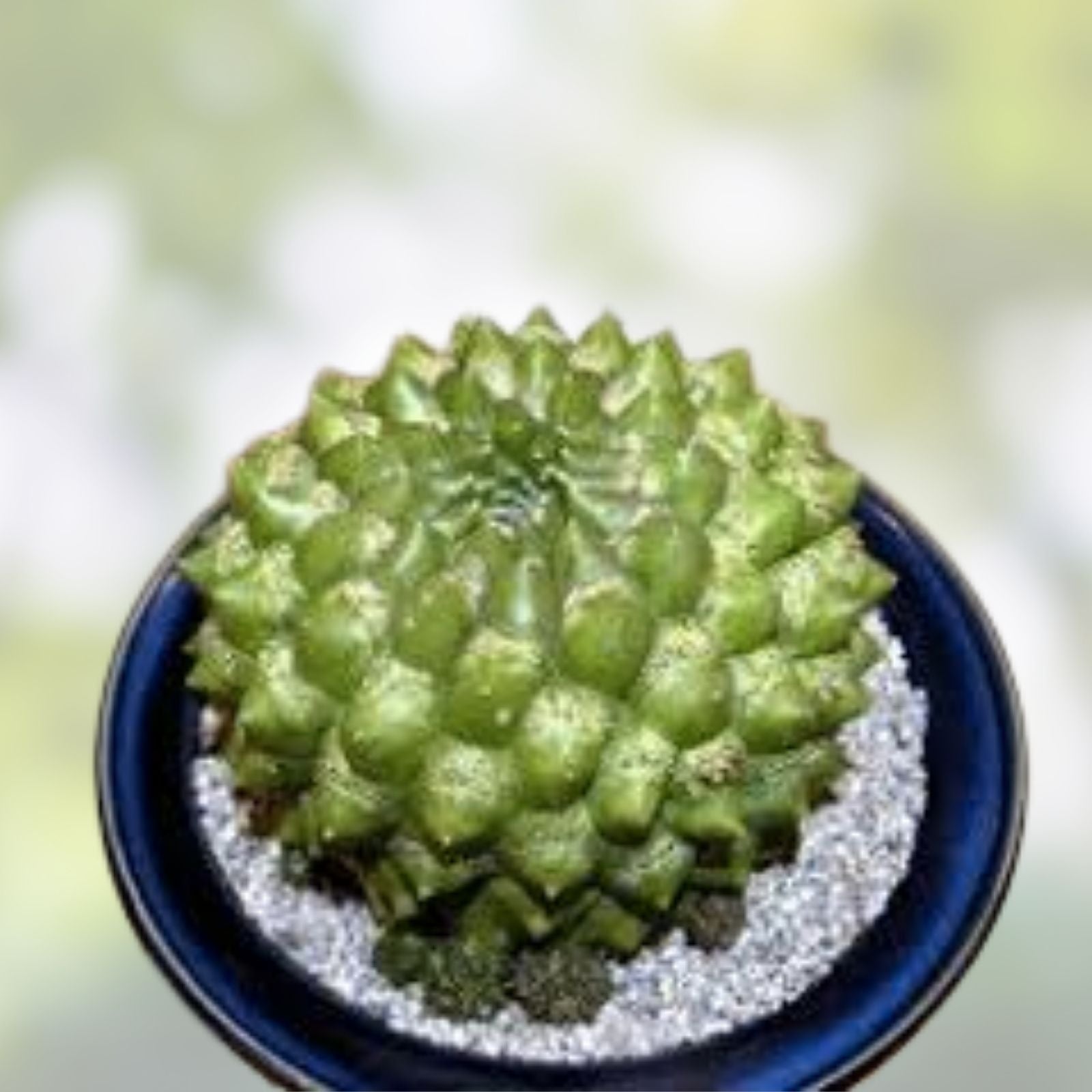 Armatocereus Mataranus Cutting – Live Succulent Plant, Cactus, Unique Variety, Fat Rooted, New Growth, Houseplant, Starter Plant