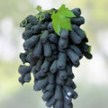 Lady Finger Vine Cuttings Black Seedless Moon Drop Grape Vitis vinifera Climbing Fruit Plant Starter