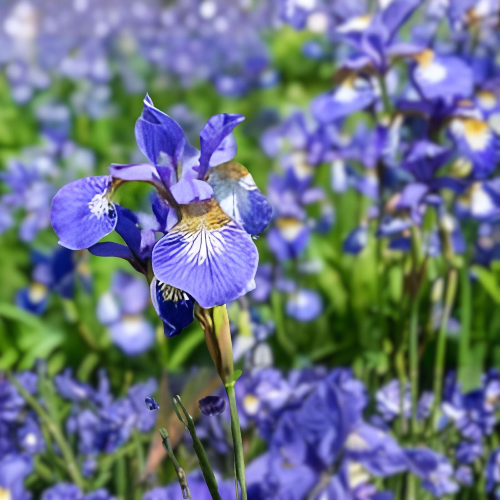 Siberian Iris Starter Plant Iris sibirica Frilly Flowers Live Garden Plant Early Blooming Perennial
