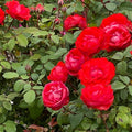 True Passion Rose Cuttings - 4 Blooming Fiery Stem Cuttings - Rosa 'True Passion' Garden Plant - Fast Growing Rose Propagation