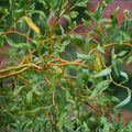 Corkscrew Willow Tree Cuttings Set of 10 Unrooted Salix babylonica 'Tortuosa' Twisted Branches Live Plant Starter