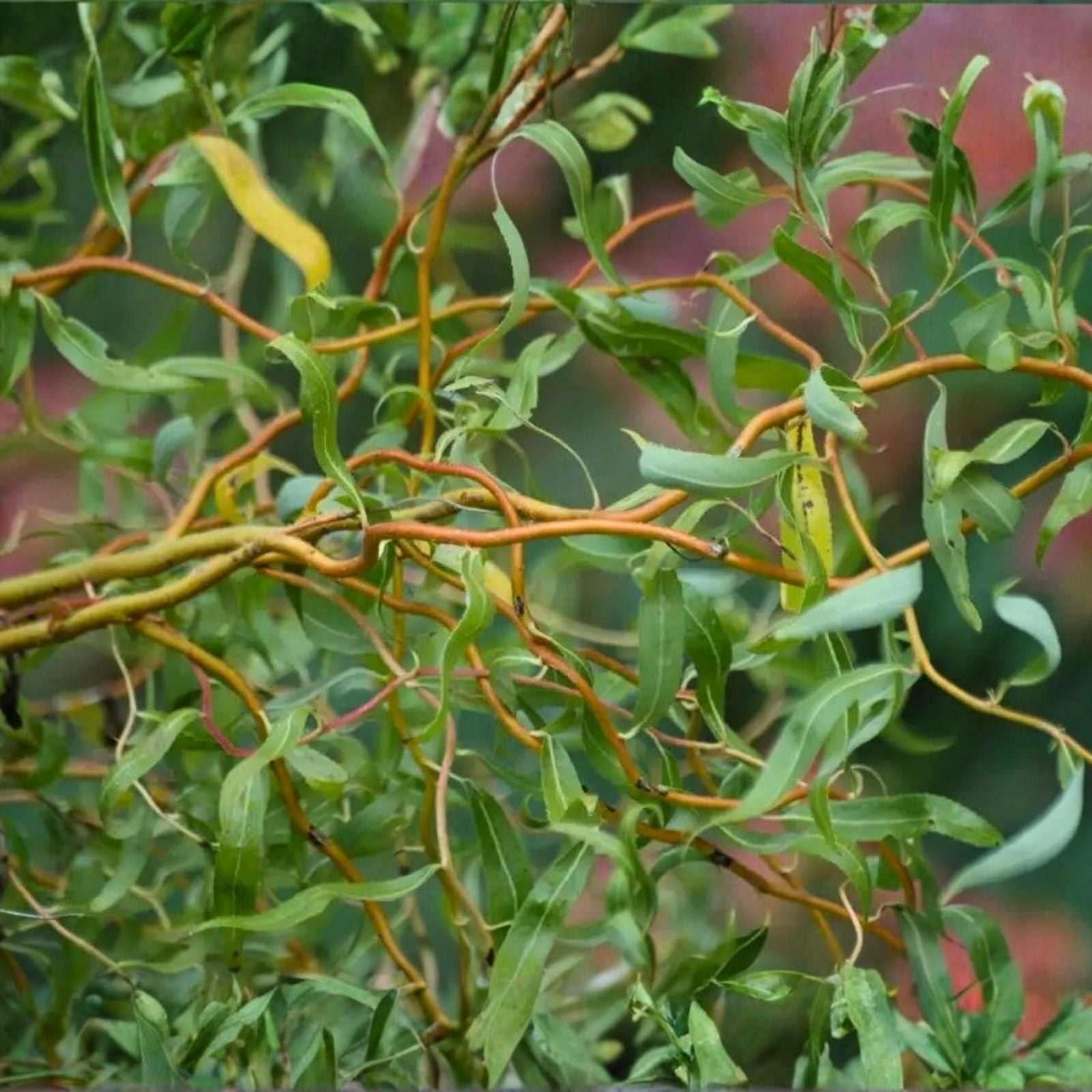 Corkscrew Willow Tree Cuttings Set of 10 Unrooted Salix babylonica 'Tortuosa' Twisted Branches Live Plant Starter