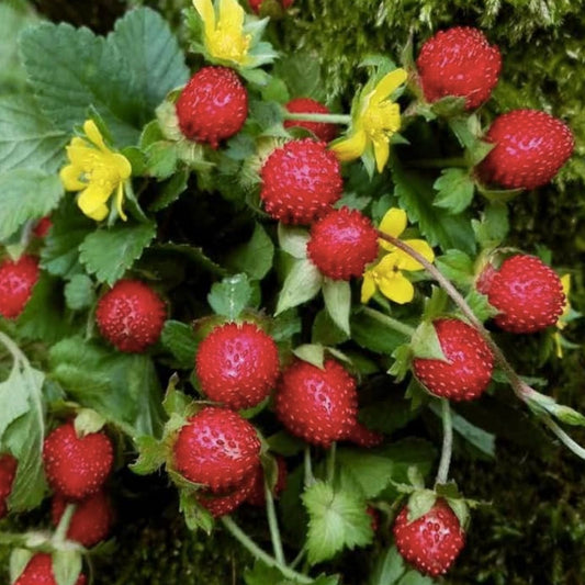 Indian Strawberry Vine Seeds 100 Pack | Duchesnea indica Edible Ground Cover Hardy Perennial Plant for Fruit Production