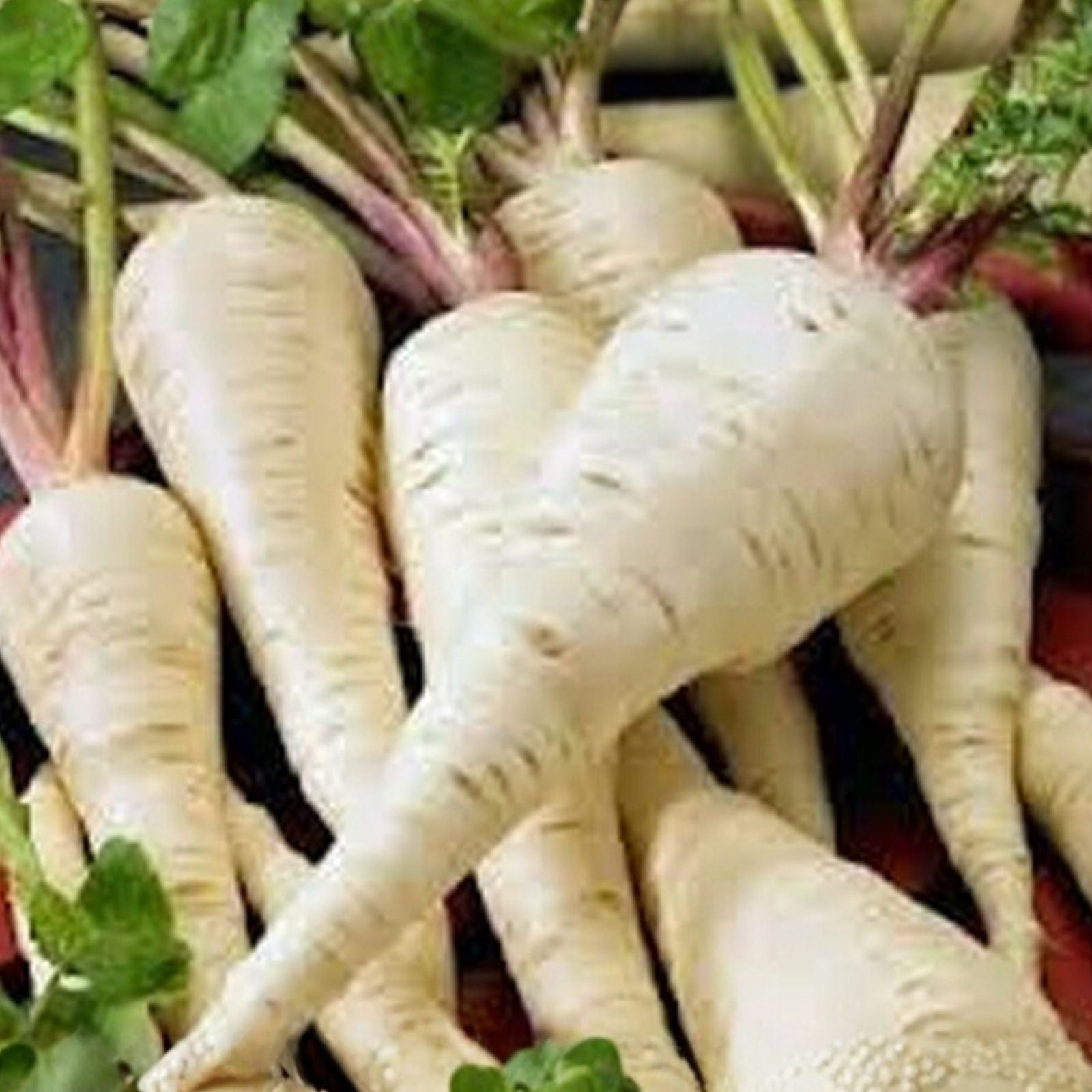 Parsnip Seeds Heirloom Non-GMO All-American Variety Vegetable Gardening Supplies 50+ Starter Plants