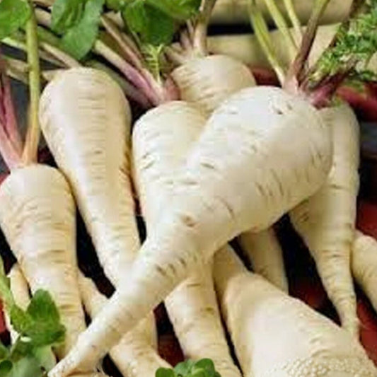 Parsnip Seeds Heirloom Non-GMO All-American Variety Vegetable Gardening Supplies 50+ Starter Plants