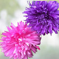 Salsify Seeds 100 Non-GMO White Salsify Root Vegetable Gourmet Edible Plant Organic Gardening Tragopogon porrifolius