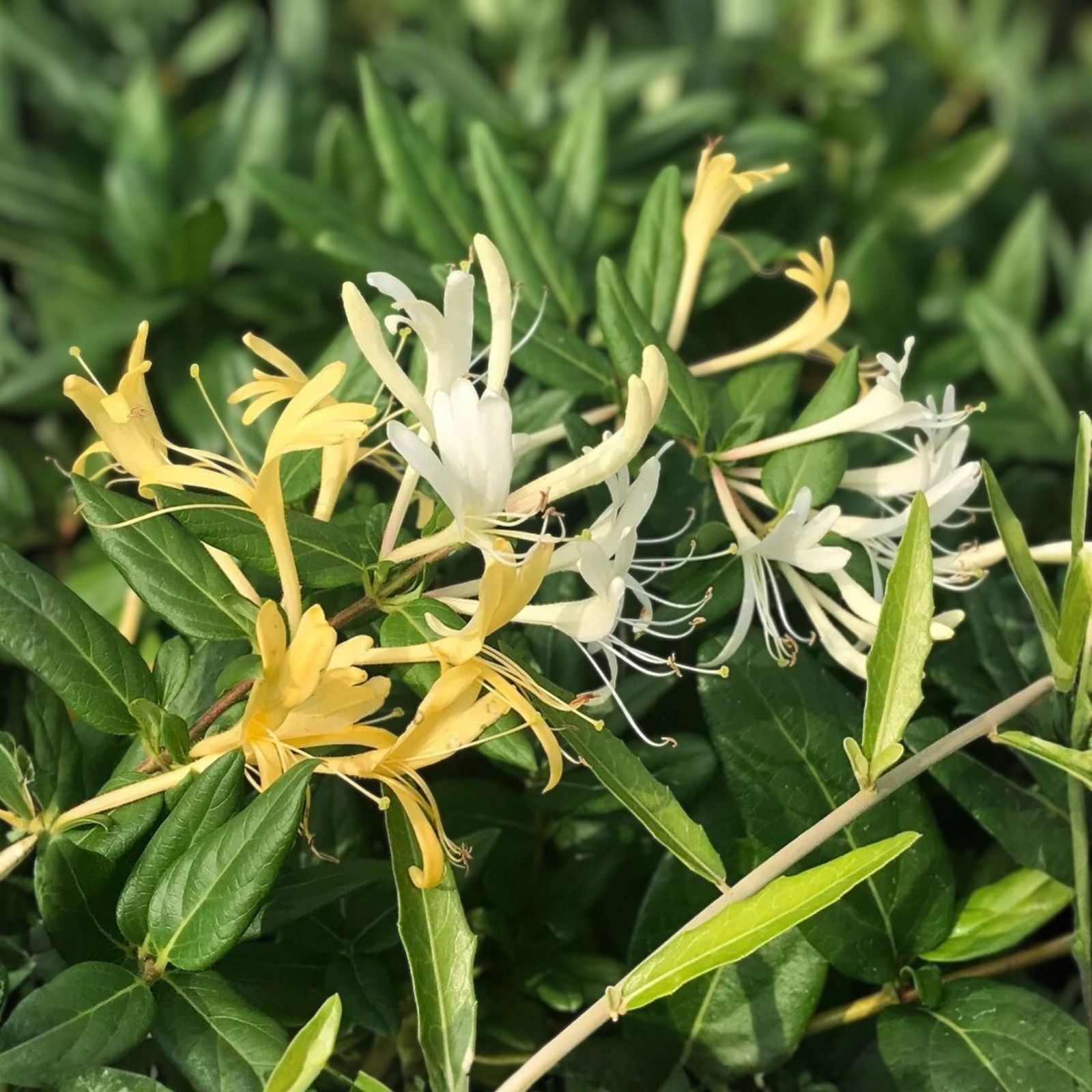 Japanese Honeysuckle Vine Live Plants - Fragrant Blooms, Heirloom Lonicera japonica, 2 Rooted Starter Plants