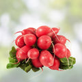 Cherry Belle Radish Seeds 500+ Non-GMO Raphanus sativus Heirloom Vegetable Gardening Starter Plant