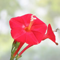 Scarlet O'Hara Morning Glory Seeds – Ipomoea purpurea – Live Plant, Cutting, or Starter Plant for Garden, Vibrant Blooms