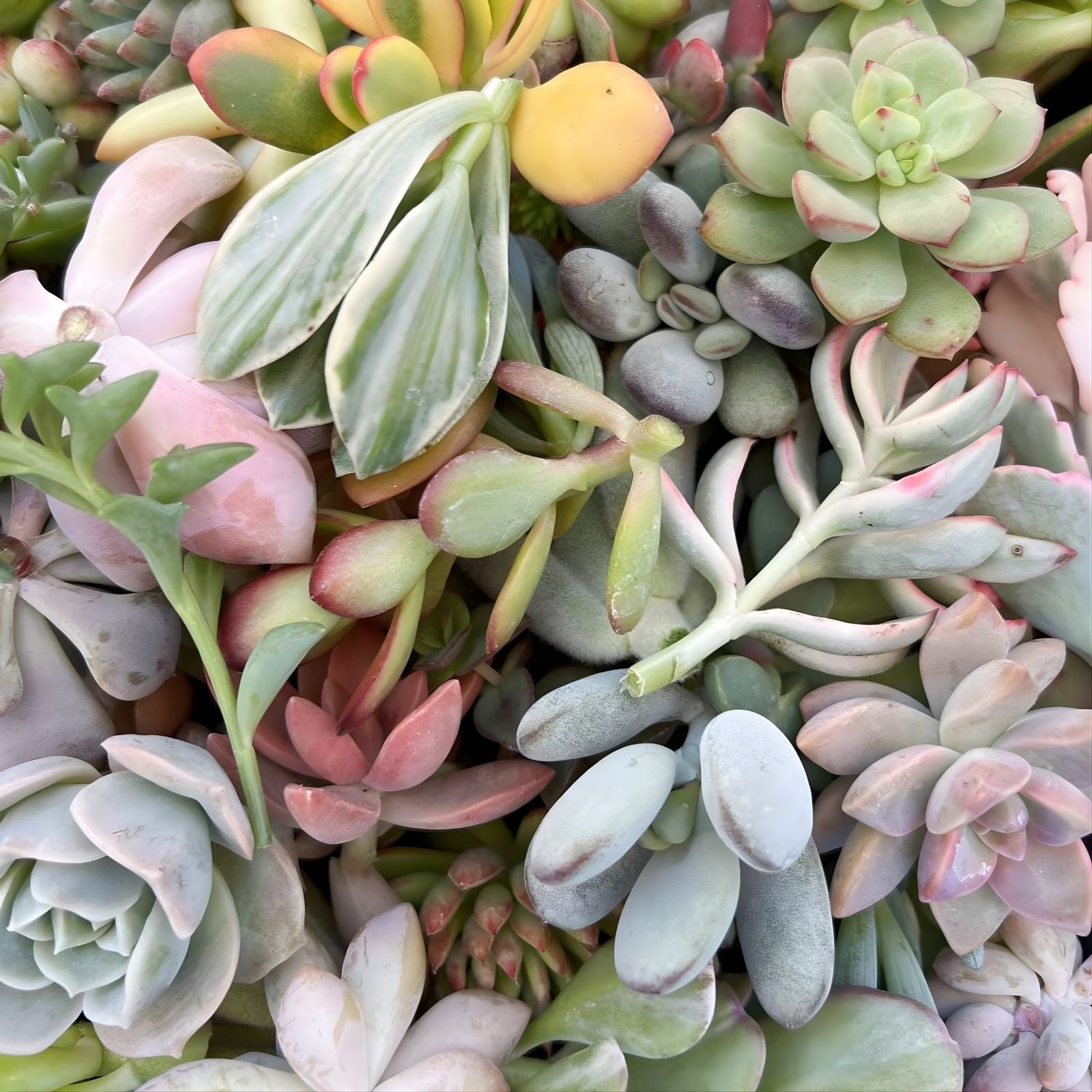 Assorted Succulent Cuttings 100 Pieces, Colorful Variety, 3-5" Tall, Live Plant, DIY Planters, Garden, Indoor, Outdoor