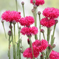 Bachelor Button Seeds Tall Red Centaurea cyanus Flower Seeds 1000 Count for Garden Planting, Live Plant, Cutting, Bare Root, Starter Plant