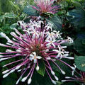 Shooting Star Plant Cuttings Clerodendrum quadriloculare Starburst Tropical Indoor Garden Starter Plants