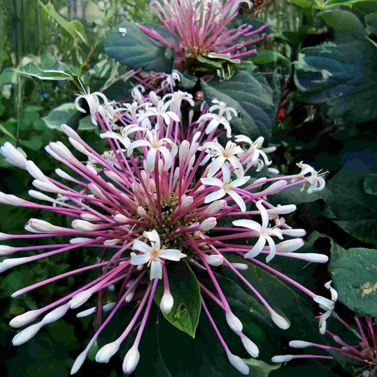 Shooting Star Plant Cuttings Clerodendrum quadriloculare Starburst Tropical Indoor Garden Starter Plants