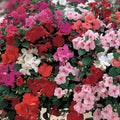 Busy Lizzy Impatiens Balsamina Red Star Flowering Plant Seeds – Non-GMO, Live Starter Plant, Houseplant, Cutting, Bare Root