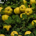 20 Common Quince Seeds Cydonia oblonga Edible Fruit Tree Starter Plants for Garden
