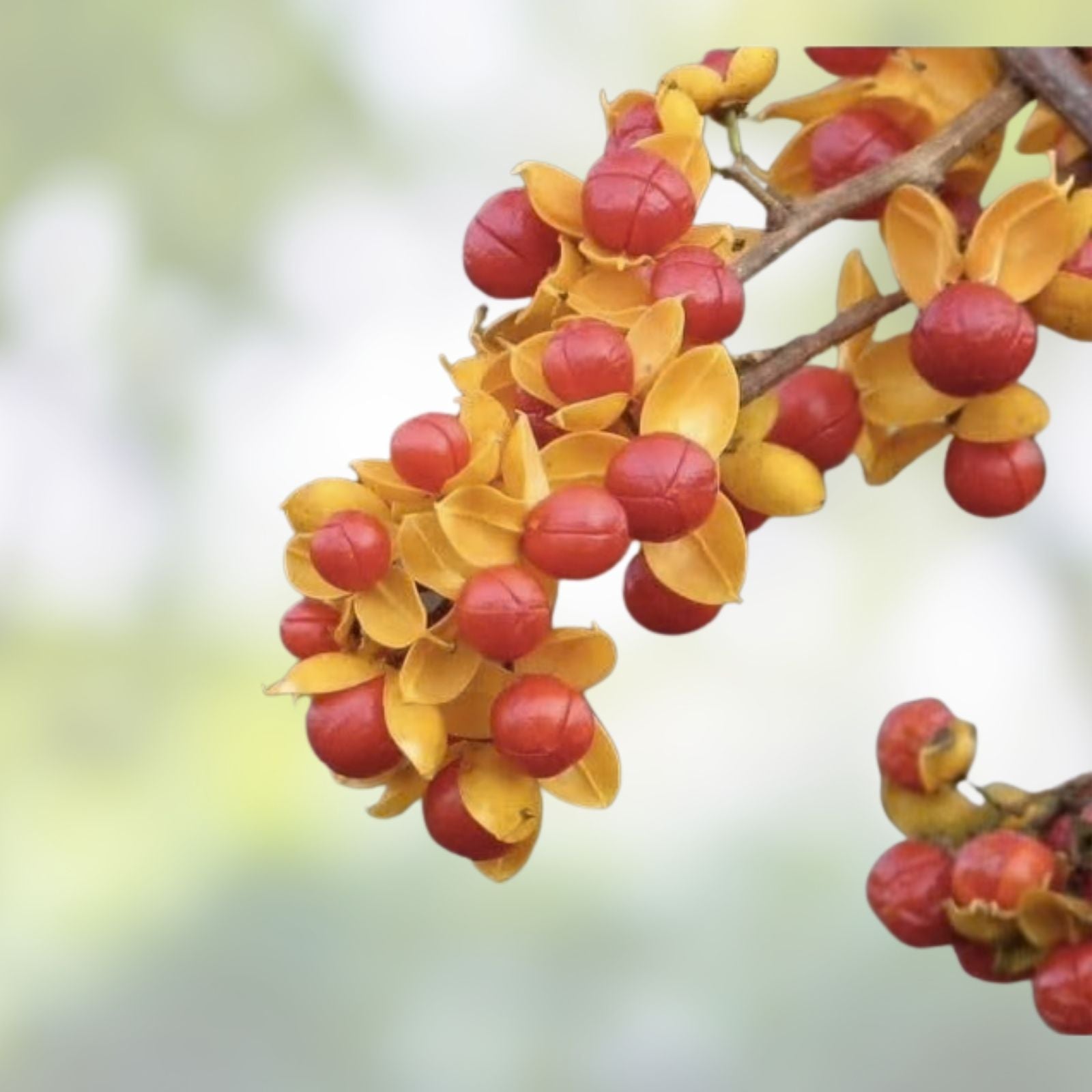 American Bittersweet Vine Seeds 20 Pack | Climbing Plant Seeds for Garden Landscaping | Celastrus Scandens